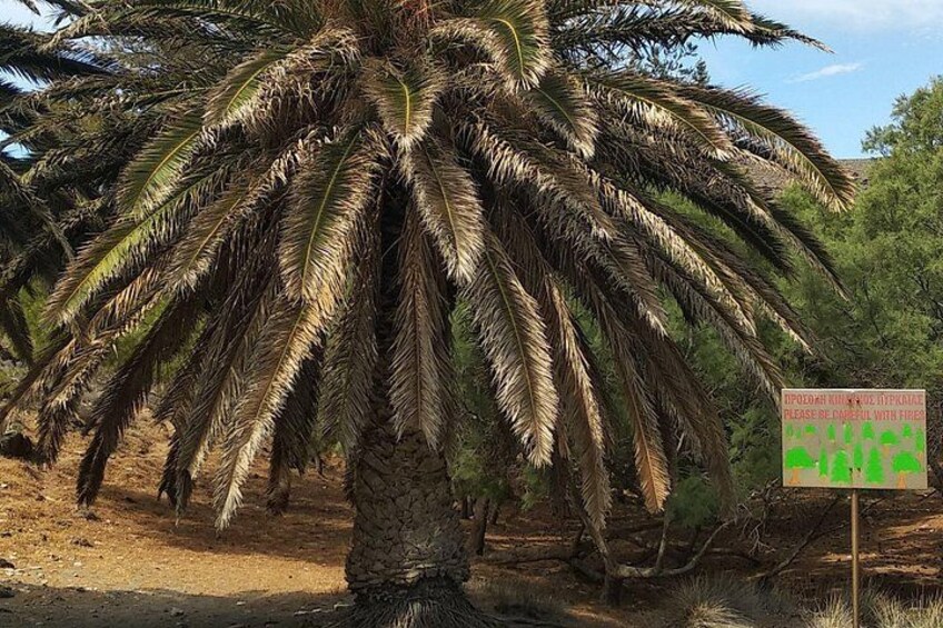 Una palmera con un cartel al frente. 2