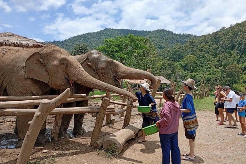 @Elephant care 1