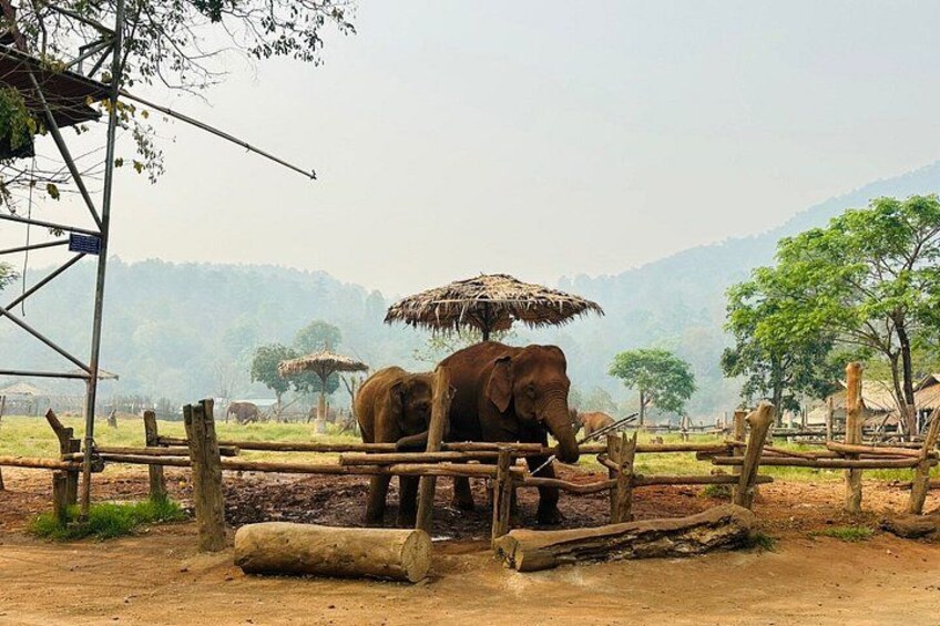 Private Sticky Waterfall DAY to Elephants Sanctuary & Blue Temple 4