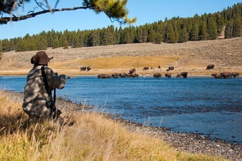 A person in camouflage clothing taking photographs of bison by a river. 1