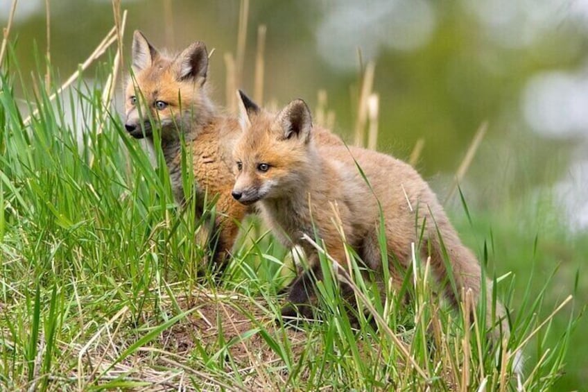 Two foxes in a grassy field. 2