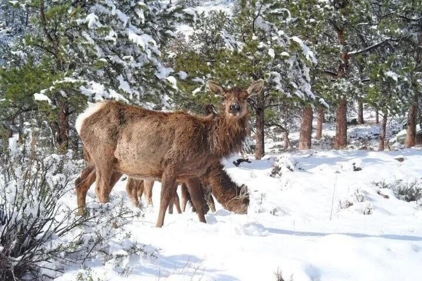Two deer in a snowy forest. 2