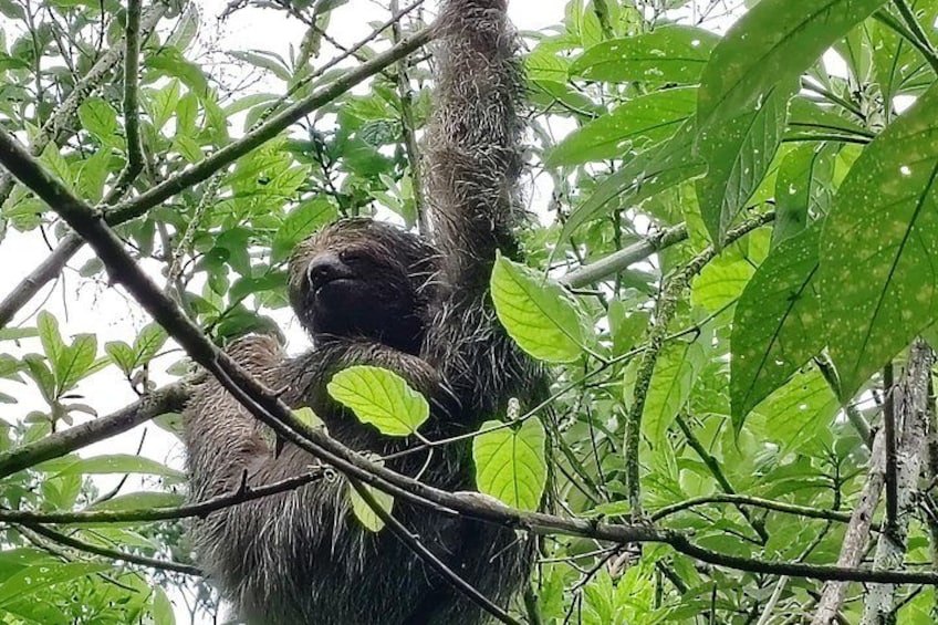 Tamarindo Sloths, Hot Springs, and Lunch: Private Tour 1