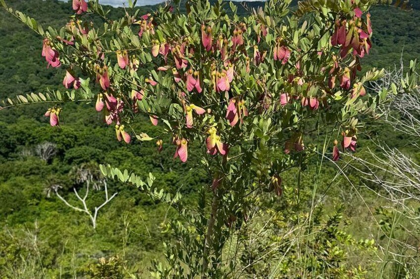 Un árbol con flores rosadas y hojas verdes en un paisaje natural. 3