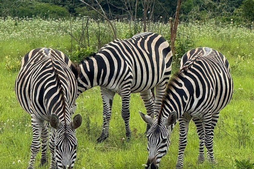 Tres cebras pastando en un campo con árboles al fondo. 2