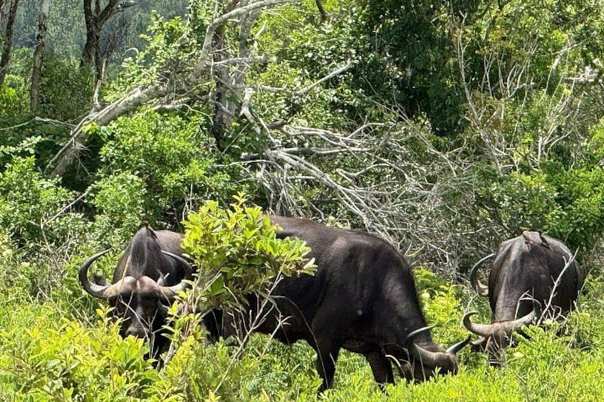 Dos búfalos pastan en un bosque verde exuberante. 1