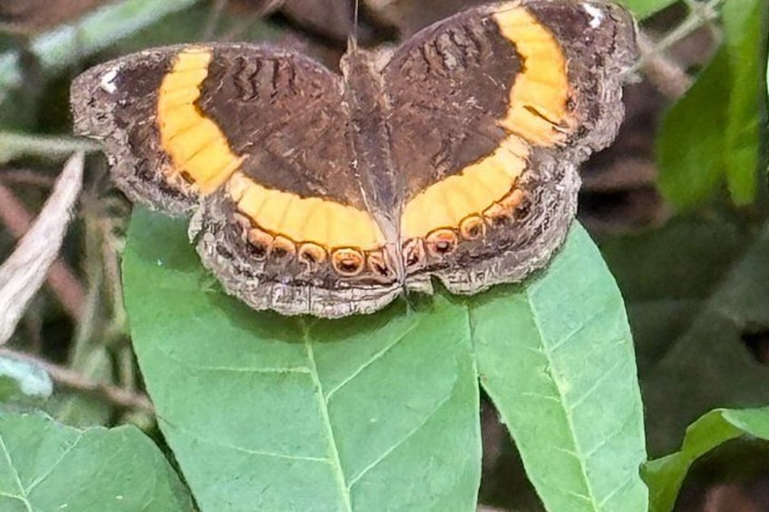 Una mariposa con alas marrones y amarillas descansando sobre una hoja verde. 4