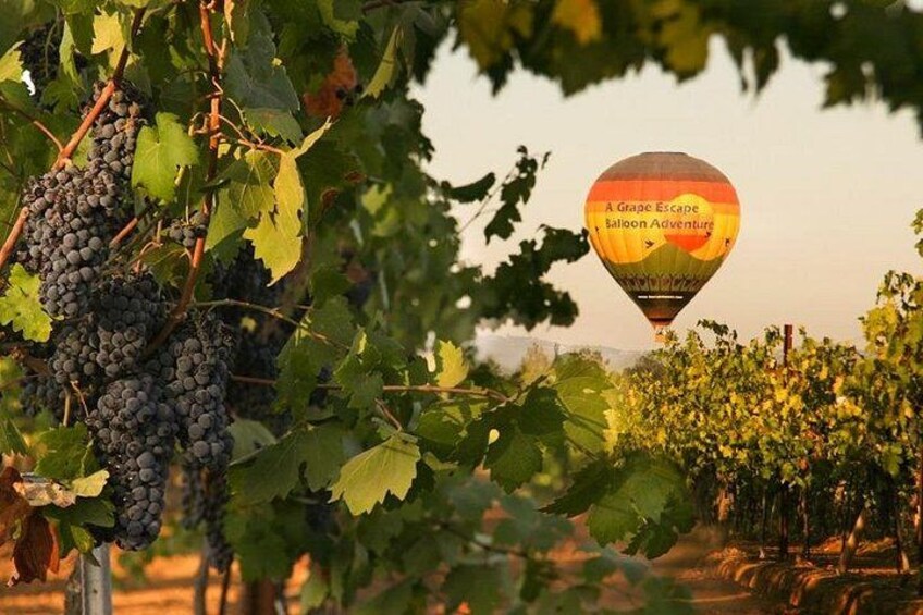 Viñedo con racimos de uvas y un globo aerostático al fondo. 2