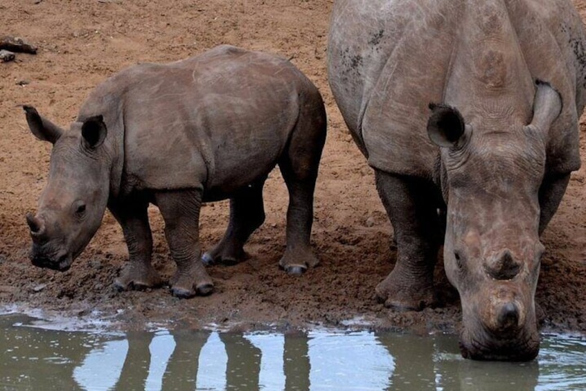 Deux rhinocéros se tiennent dans une eau boueuse. 1