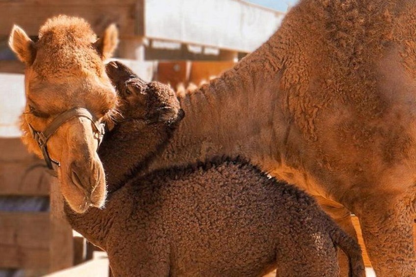 A camel with a foal, both with dark brown coats, standing in a stable with wooden walls. 2