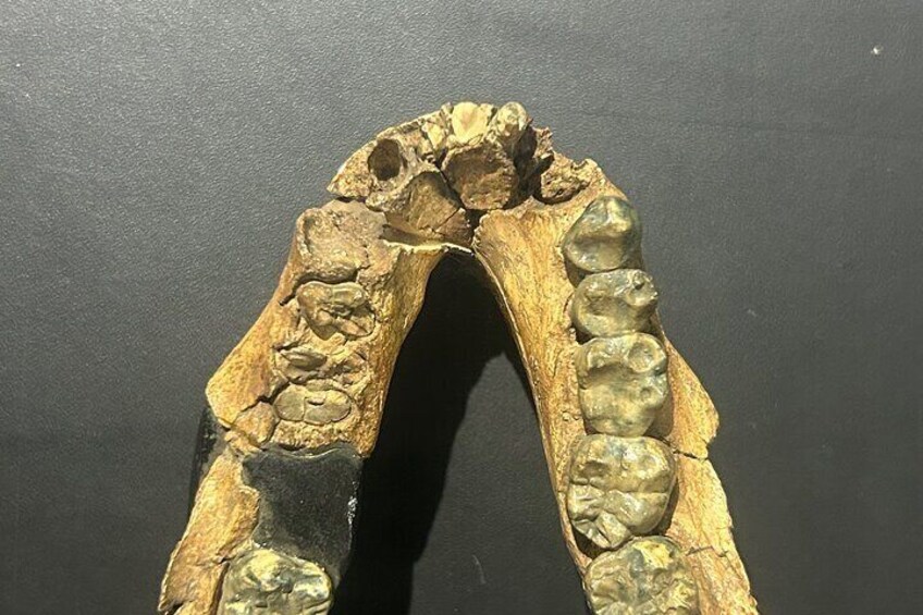 Una mandíbula fosilizada con dientes. 3