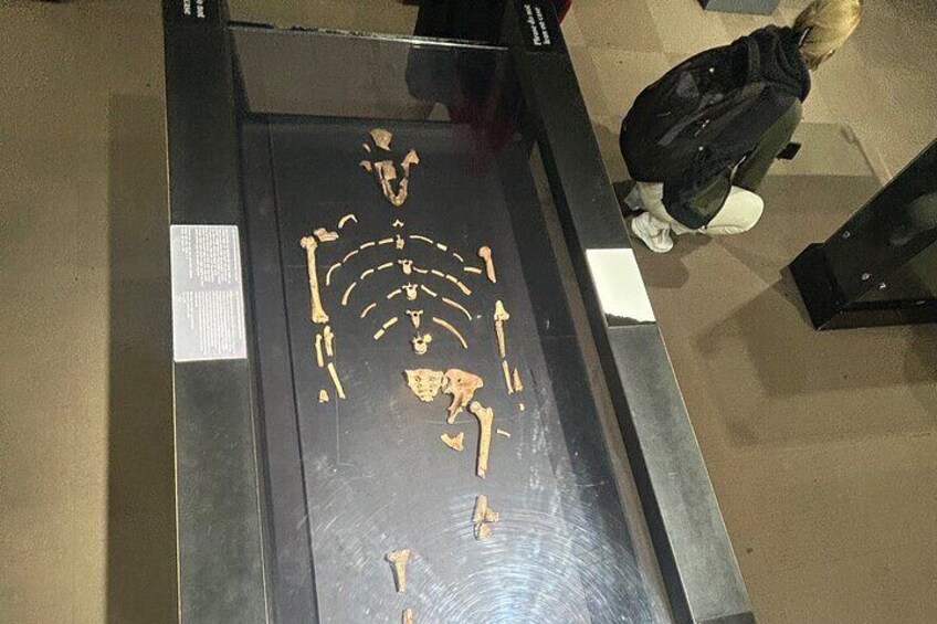 Una exhibición esquelética en un museo. 4