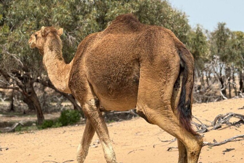 A camel walking in a desert with sparse vegetation and trees in the background. 2