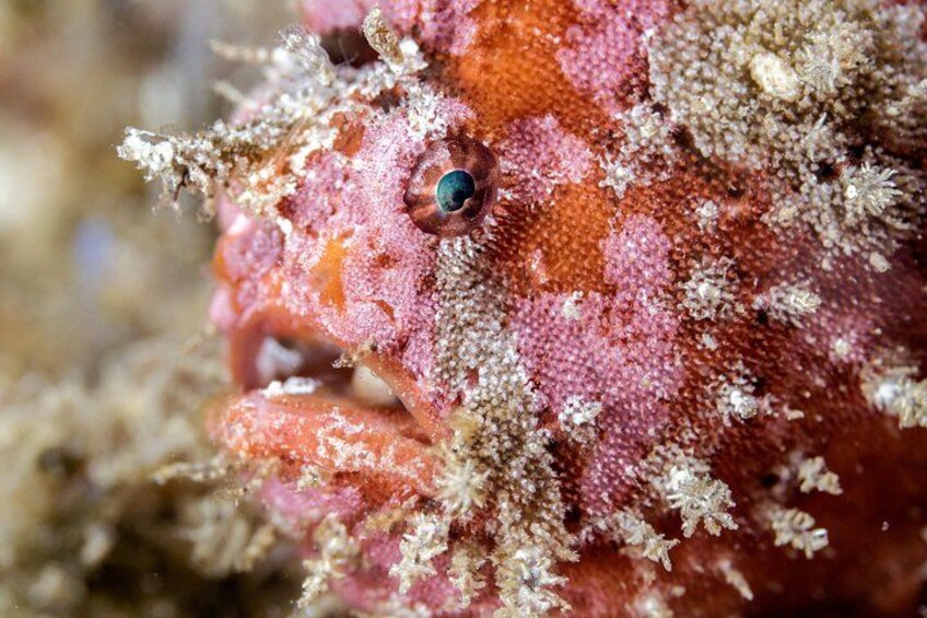 Un primo piano di un pesce dal corpo rosso rosato e un occhio ben evidente. 2
