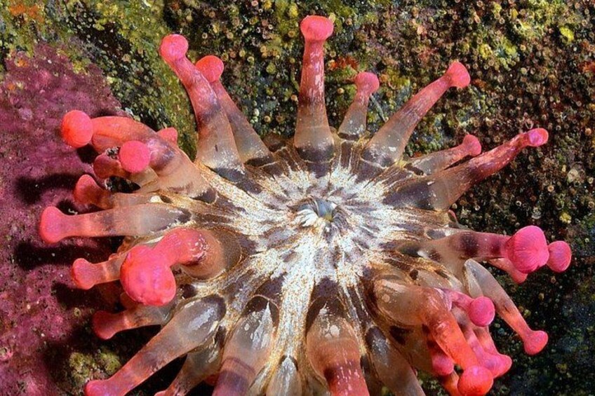 Un'anemone marino con tentacoli rossi e una struttura bianca centrale. 4