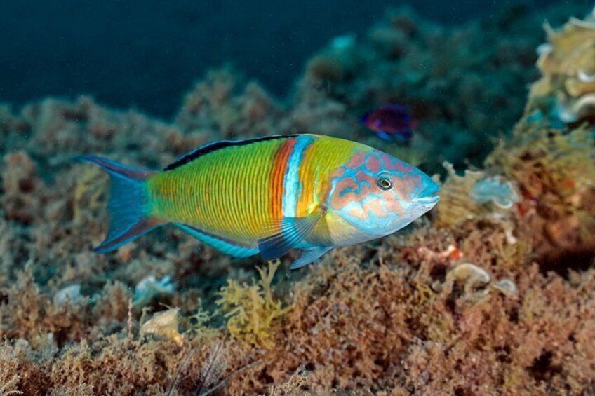 Try scuba diving 4
