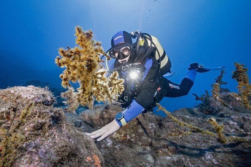 Try scuba diving 5