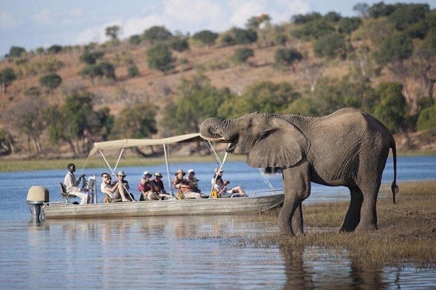 Chobe Full Day Safari with Buffet Lunch from Livingstone 1