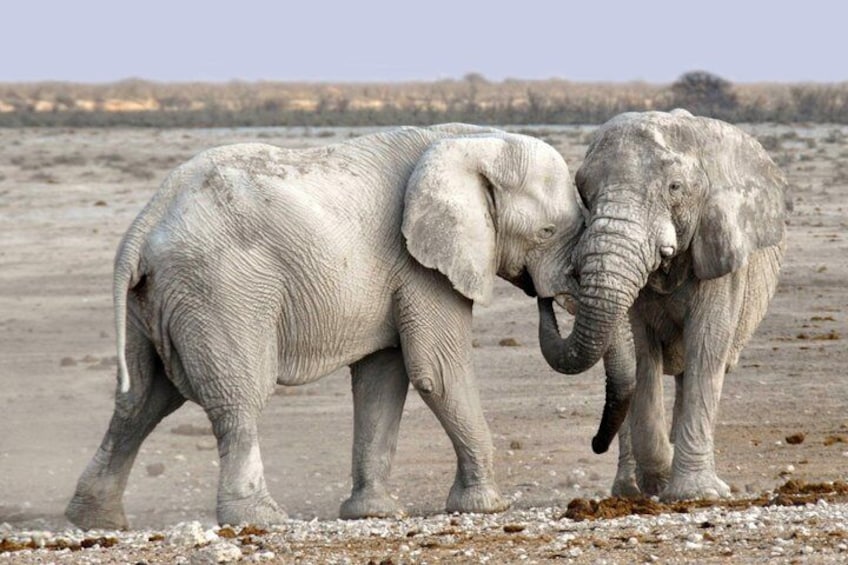 Chobe Full Day Safari with Buffet Lunch from Livingstone 4