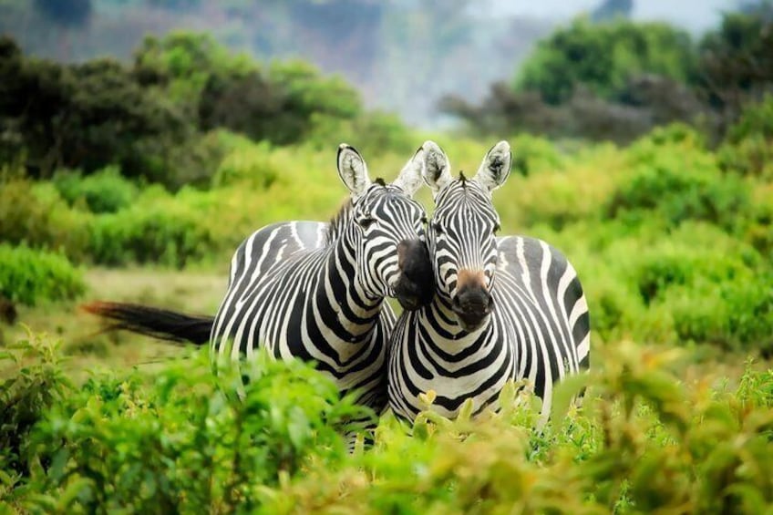 Chobe Full Day Safari with Buffet Lunch from Livingstone 2