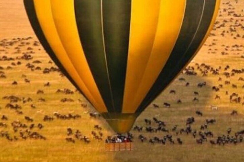 Eine Heißluftballon über einem Feld mit Tieren. 5