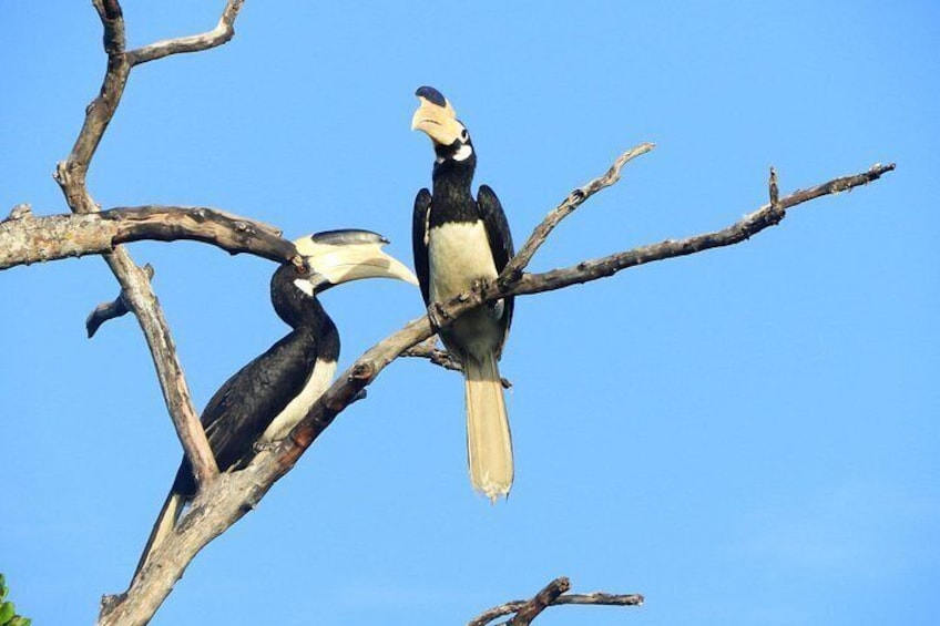 Hornbill 2
