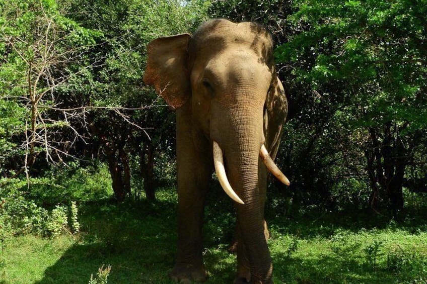 Elephant 3