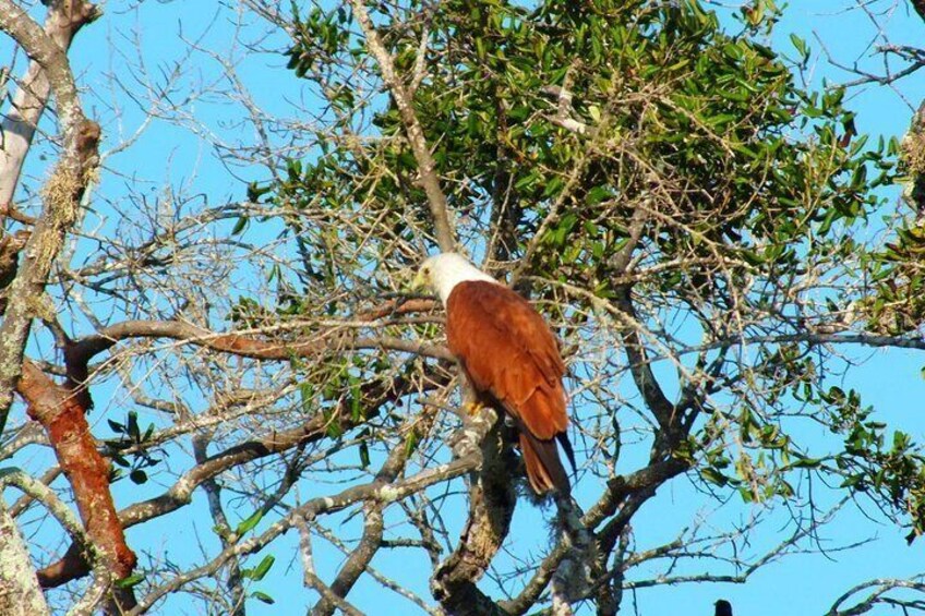 eagle 5