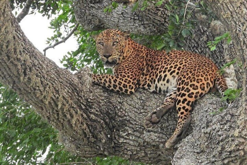 leopard 1