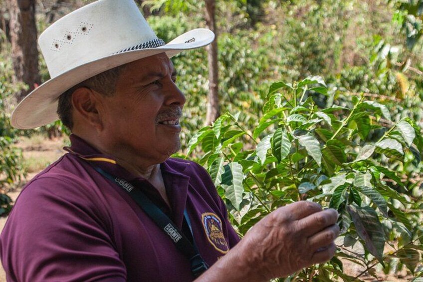 Coffee producer showing coffee plantations 1