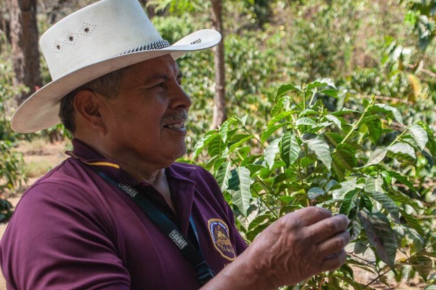 Coffee producer showing coffee plantations 1