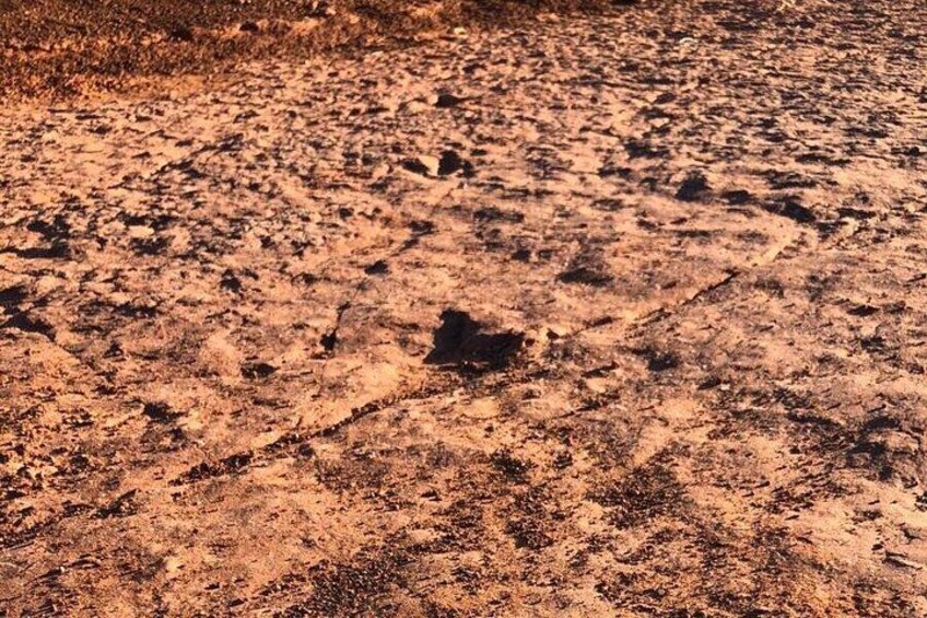A dry, cracked ground surface with visible tire tracks. 3