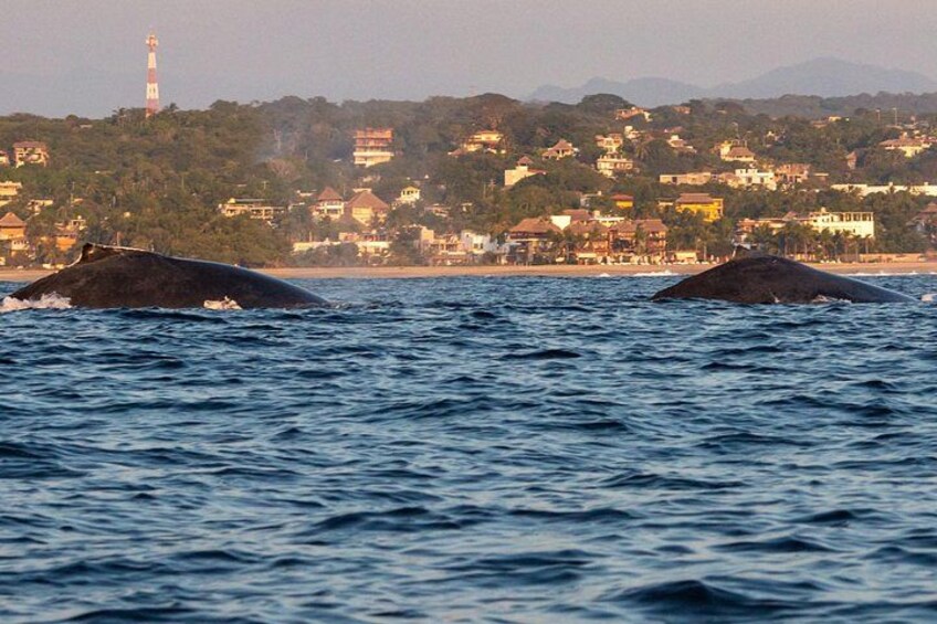 Two whales breaching in the ocean with a coastal town in the background. 2