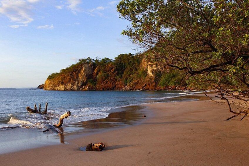 Une plage avec des vagues, un arbre et une falaise. 2
