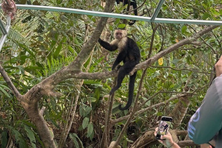 Un singe escalade une structure métallique dans une forêt dense. 5