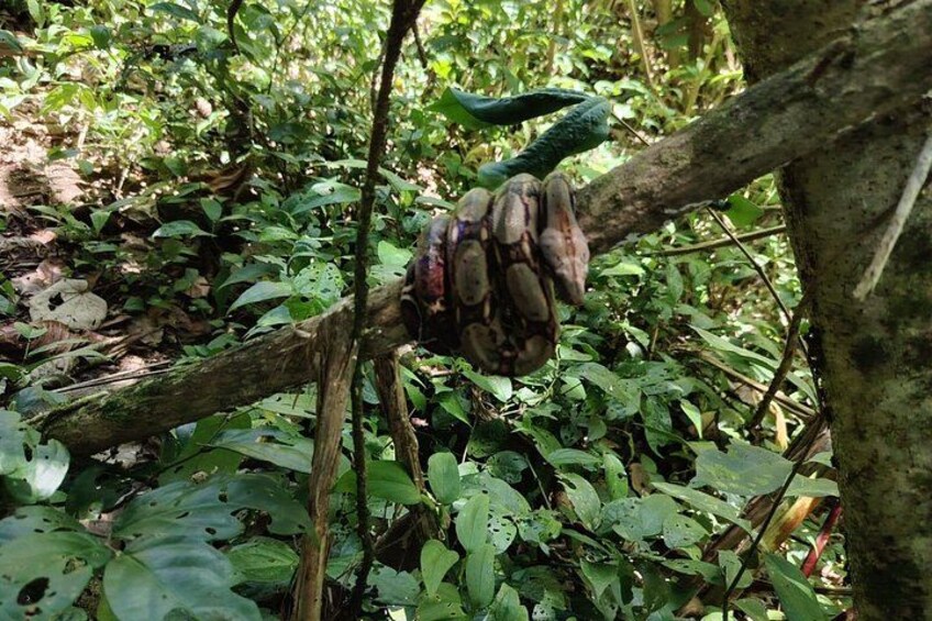 A cluster of bananas hanging from a tree in a dense forest. 3