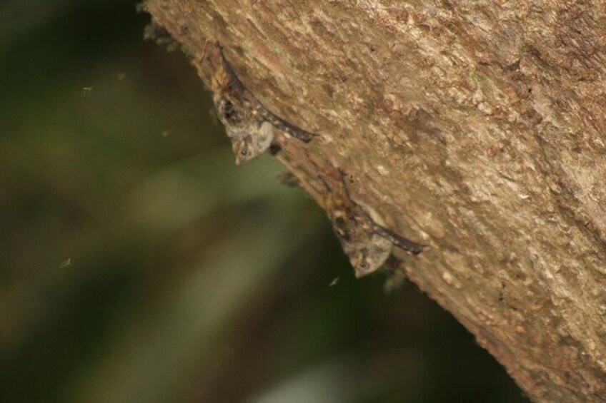 A close-up of a tree bark with a small lizard clinging to it. 4