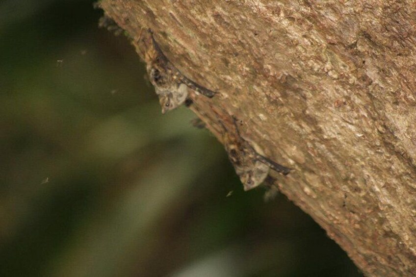 A tree branch with a small animal, possibly a bird, clinging to it. 3