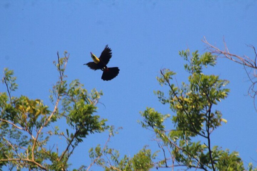 A bird flying in the sky with trees in the foreground. 5