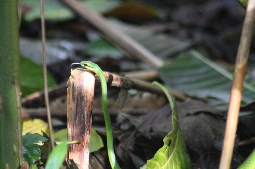 A green snake on a decaying log surrounded by foliage. 5