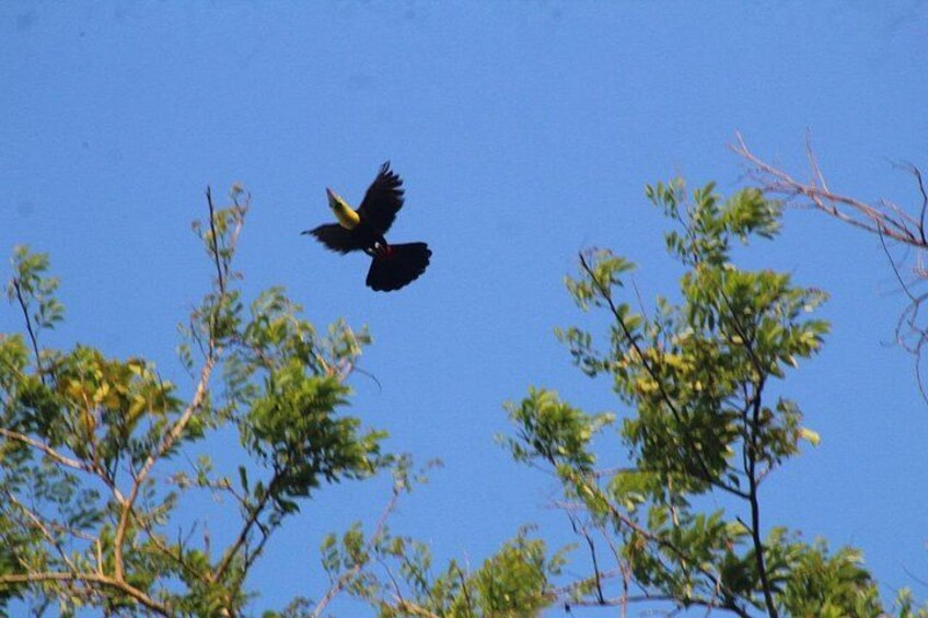 A bird flying in the sky with trees in the foreground. 4