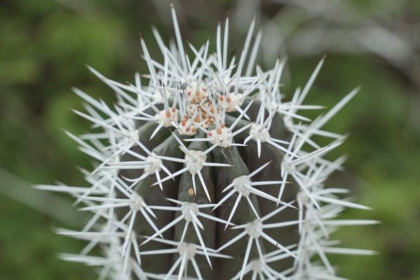 A close-up of a cactus with white spines and small flowers. 3