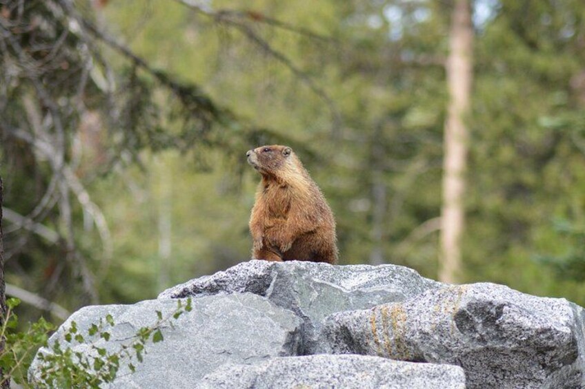 Una marmota sentada sobre una roca en un bosque. 2