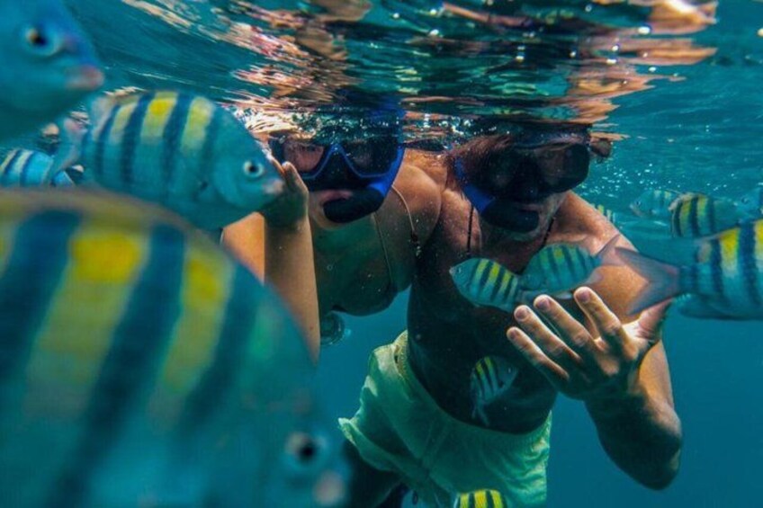 En person snorkler under vand omgivet af fisk. 4