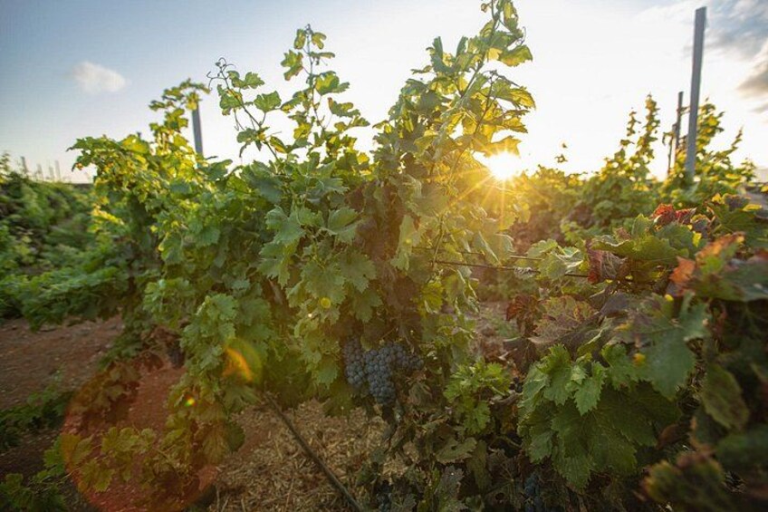 A vineyard with rows of grapevines and a fence in the background. 1