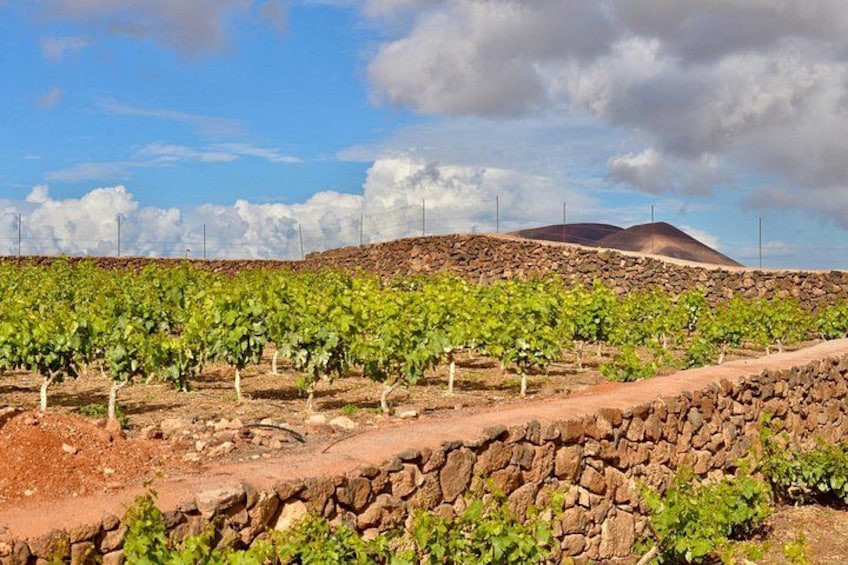 A vineyard with rows of grapevines, a stone wall, and a mountain in the background. 2