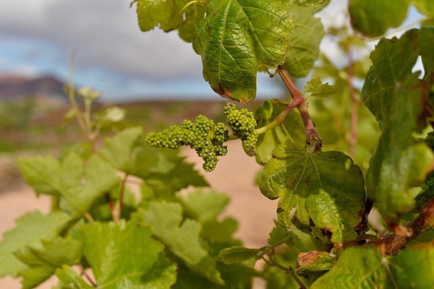 Grapevines with clusters of green grapes against a blurred landscape. 5