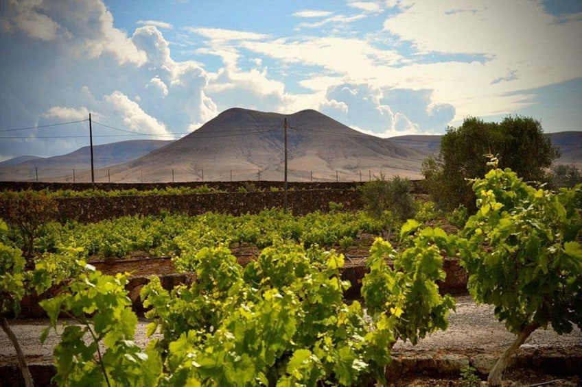 A vineyard with rows of grapevines, a mountain in the background, and a clear sky. 3