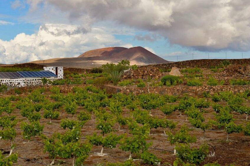 A vineyard with rows of grapevines, a white building with solar panels, and a mountain in the background. 4