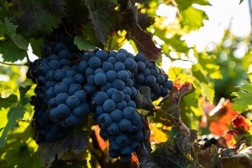 A bunch of dark purple grapes on a vine with green leaves. 3